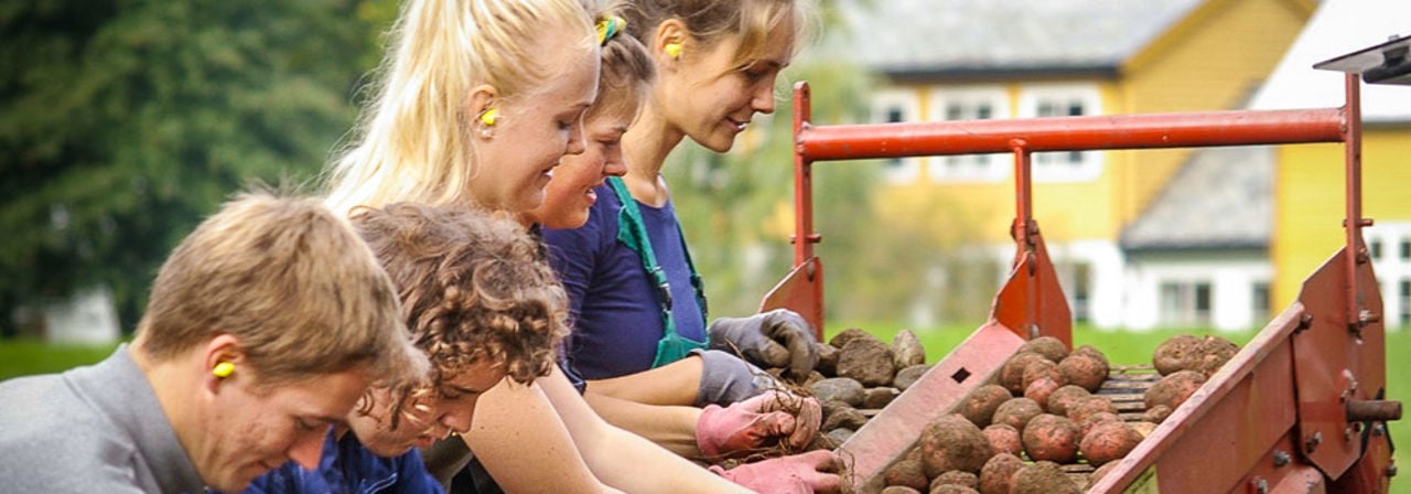 Elevar tek opp og sorterar poteter