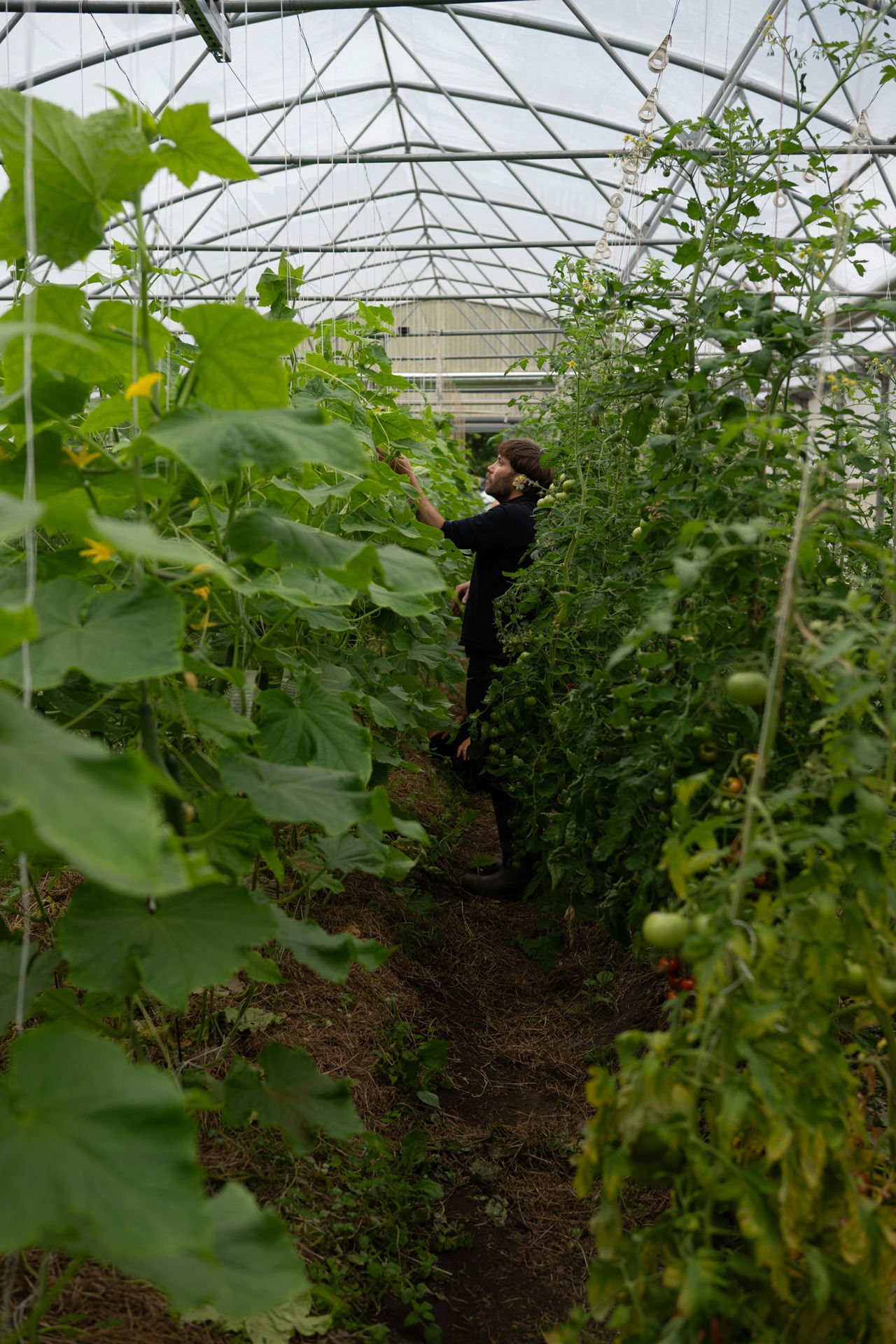 Deltakar på sommarkurs arbeider med grønsaker i eit frodig drivhus med agurk- og tomatplanter.