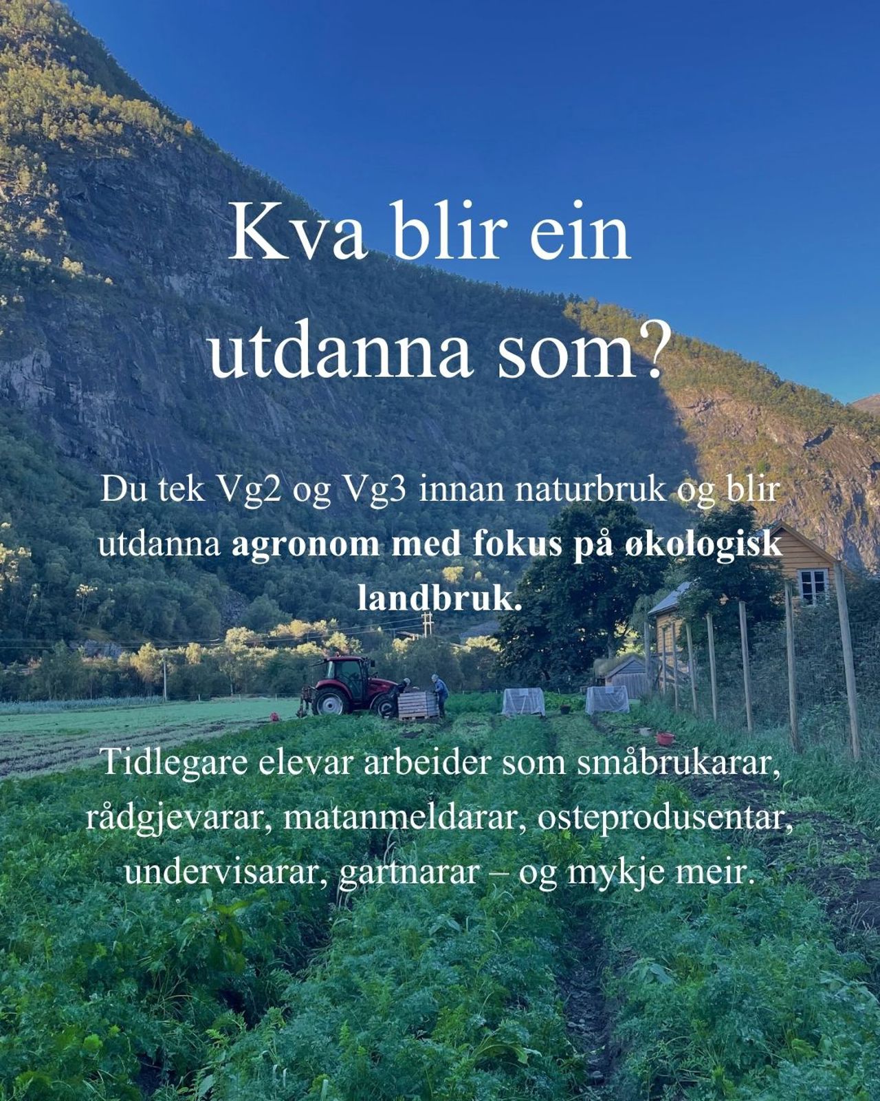Grønsaksåker ved Sogn Jord- og Hagebruksskule med traktor, elevar og fjellandskap i bakgrunnen.
