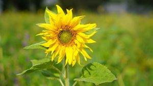 Solsikke i blomstereng med grønne planter rundt