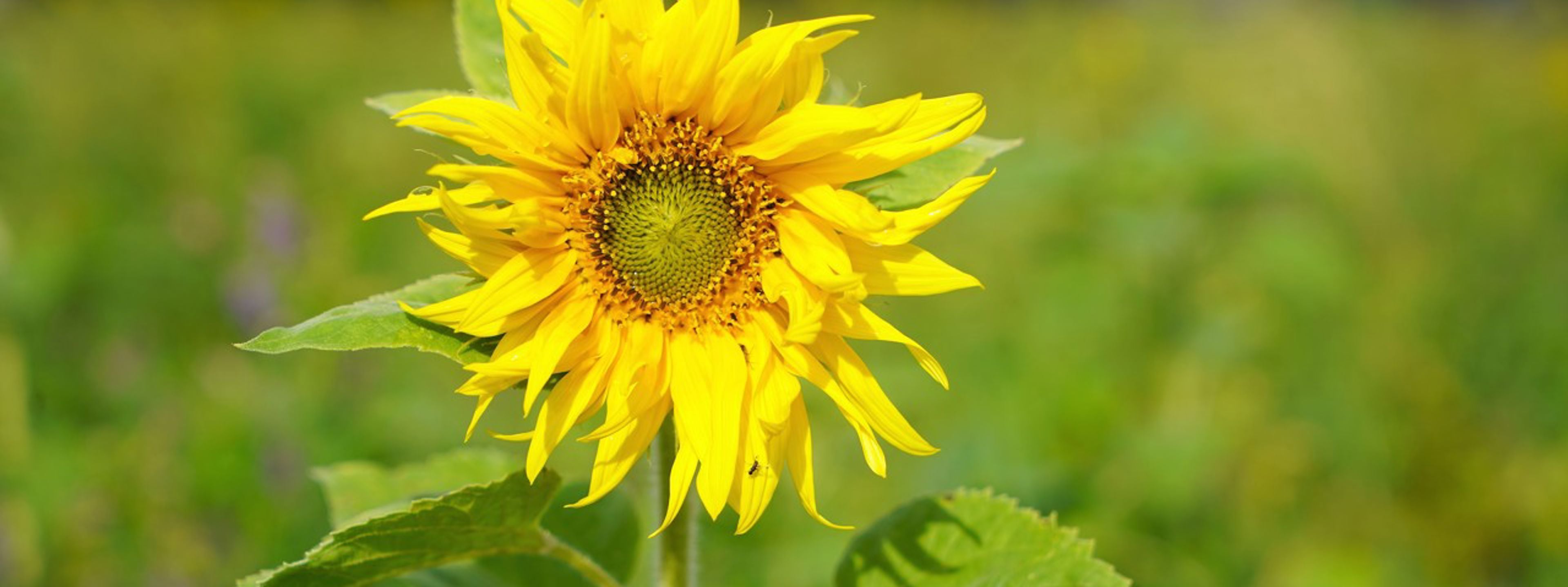 Solsikke i blomstereng med grønne planter rundt