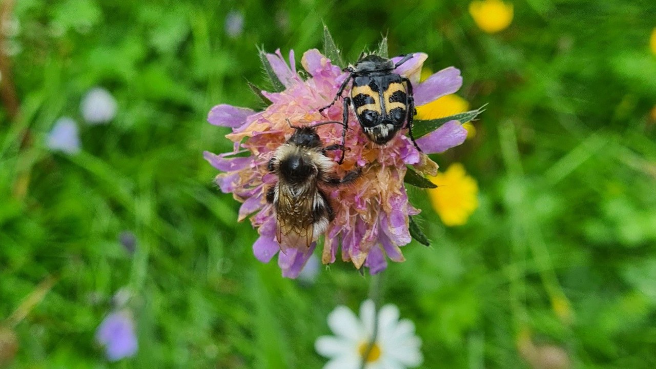 Humle på en blomst i en blomstereng