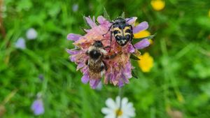 Humle på en blomst i en blomstereng