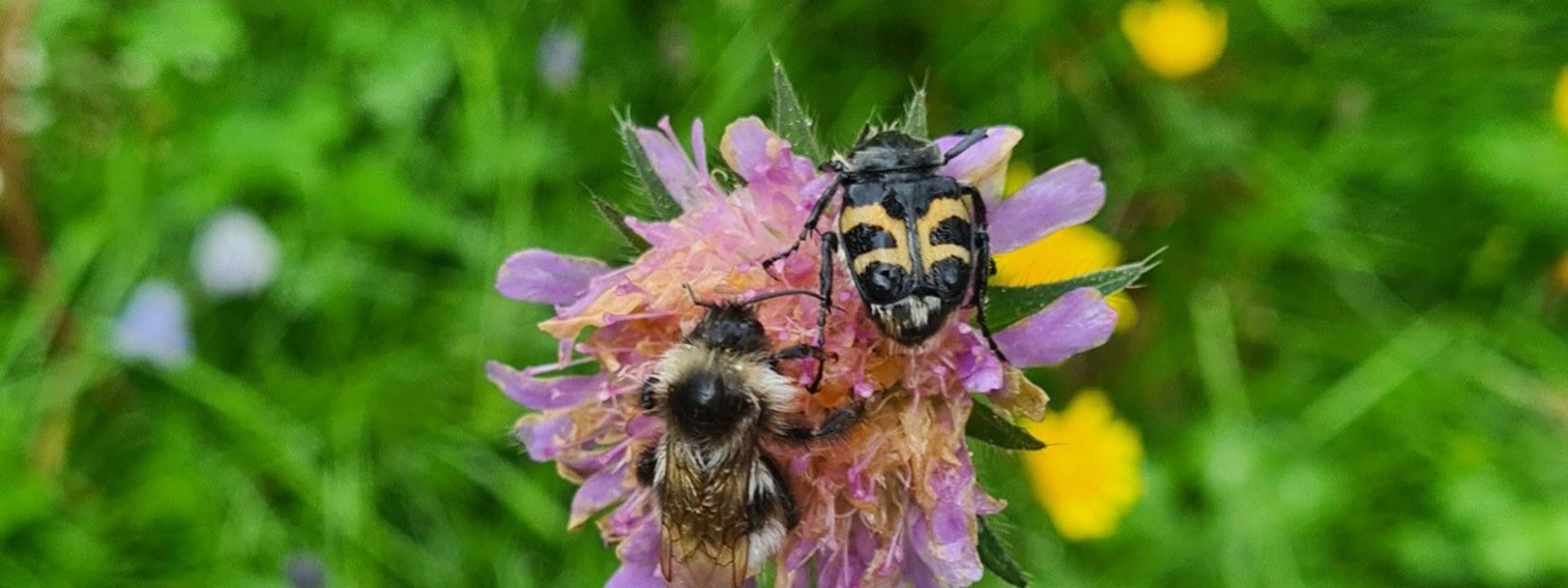 Humle på en blomst i en blomstereng