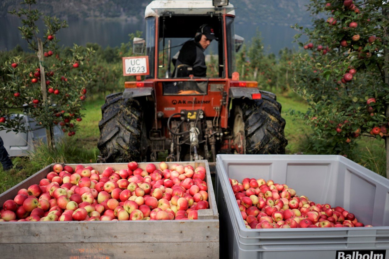 Eplehausting i økologisk frukthage ved Sogn Jord- og Hagebruksskule i Aurland
