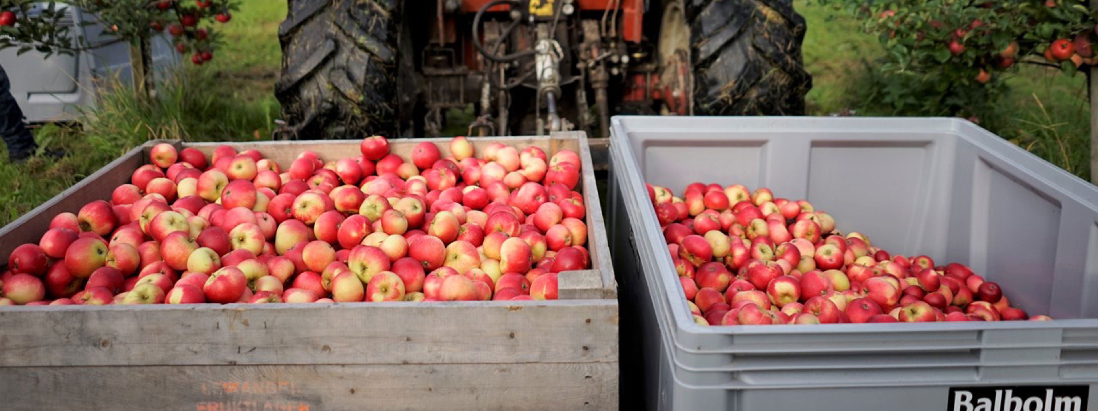 Eplehausting i økologisk frukthage ved Sogn Jord- og Hagebruksskule i Aurland