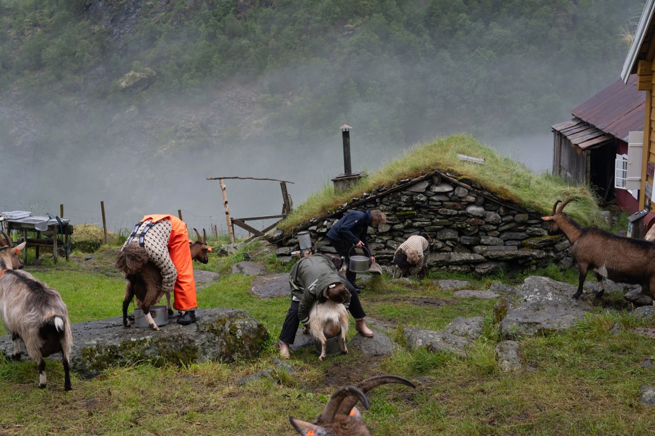 Elevar på sommarkurset ved Sogn Jord- og Hagebruksskule som mjølkar geiter på stølen i Aurlandsdalen.