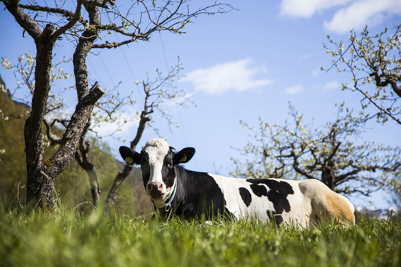 Ku i kulturlandskap med frukttre – del av undervisning i plante- og husdyrproduksjon.