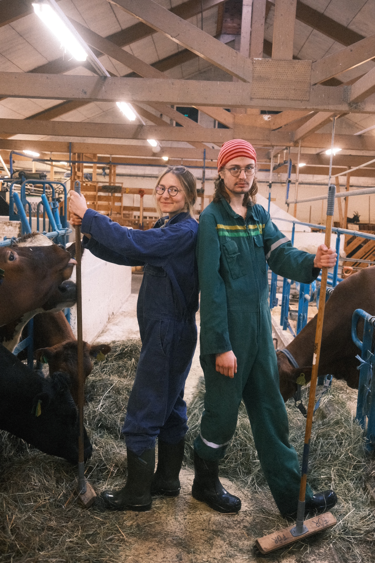 Elevar i yrkesfagleg fordjuping arbeider med stell av kyr i fjøset ved SJH.