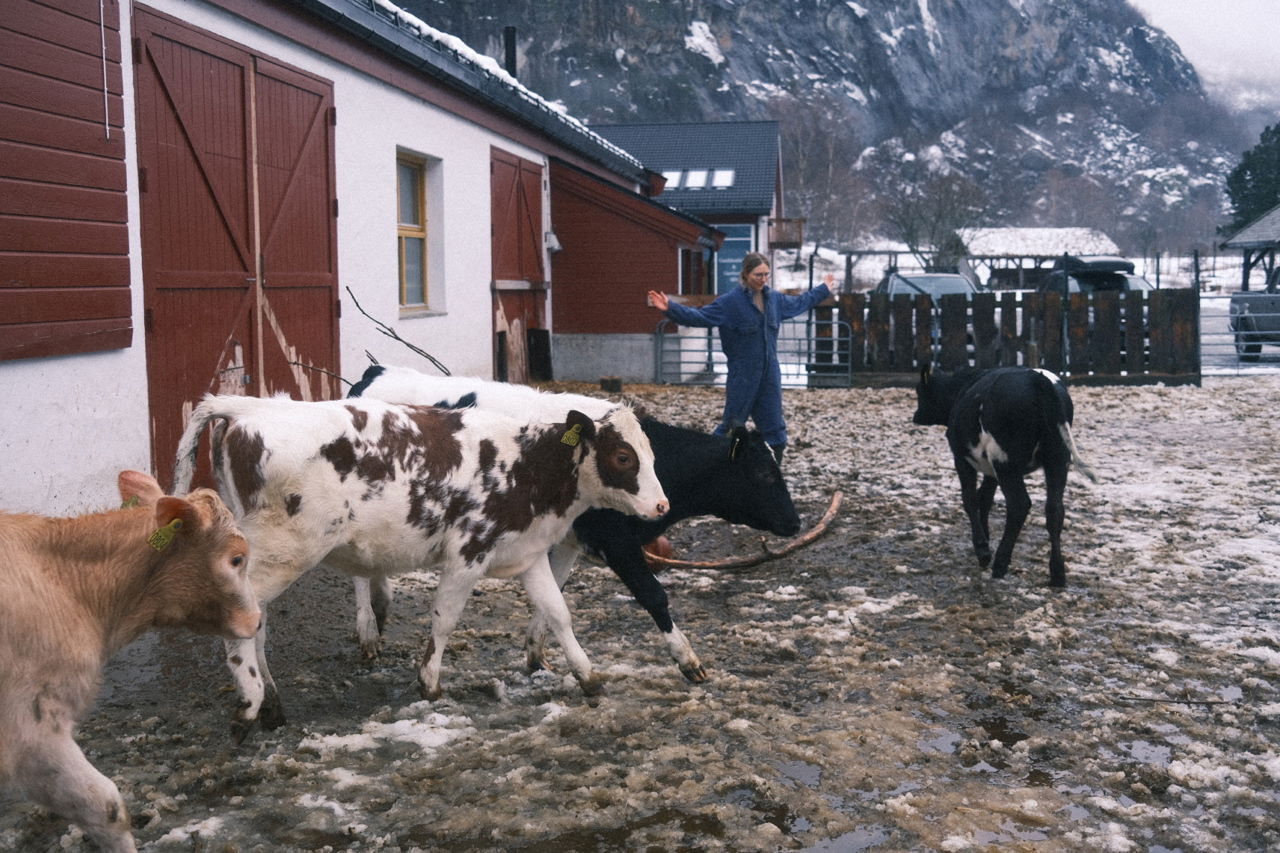 Elev i yrkesfagleg fordjuping passar kyr ute på garden ved SJH.