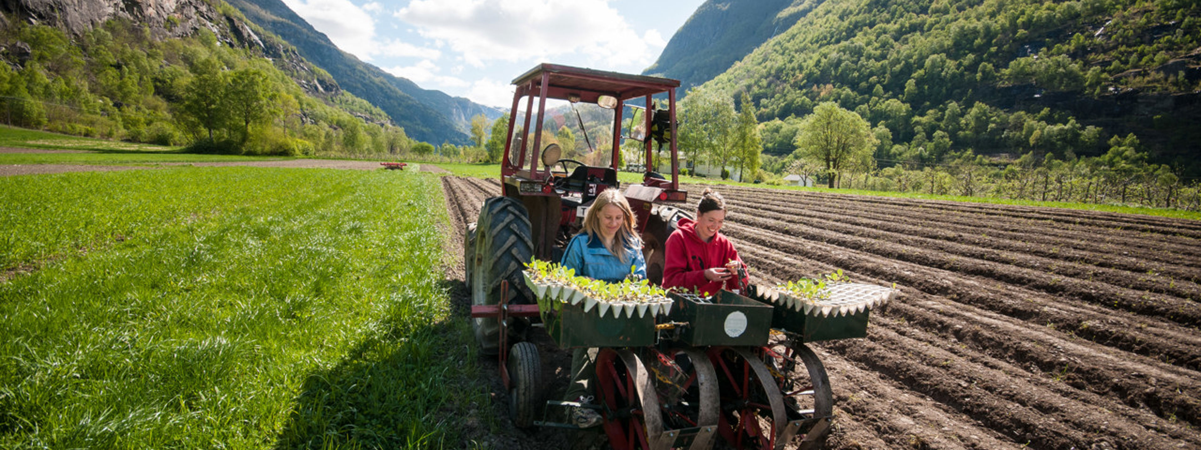 Elevar ved Sogn Jord- og Hagebruksskule plantar grønsaker i åkeren med traktor, omgitt av fjordar og fjell i Aurland.