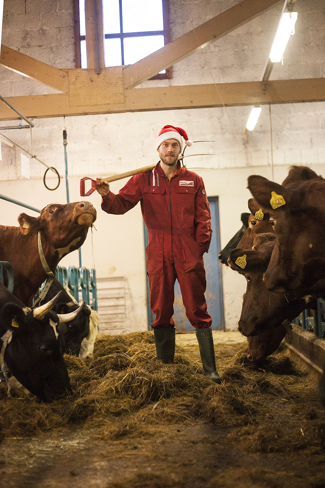 Elev i fjøset står mellom mjølkekyr og jobbar med økologisk husdyrhald.