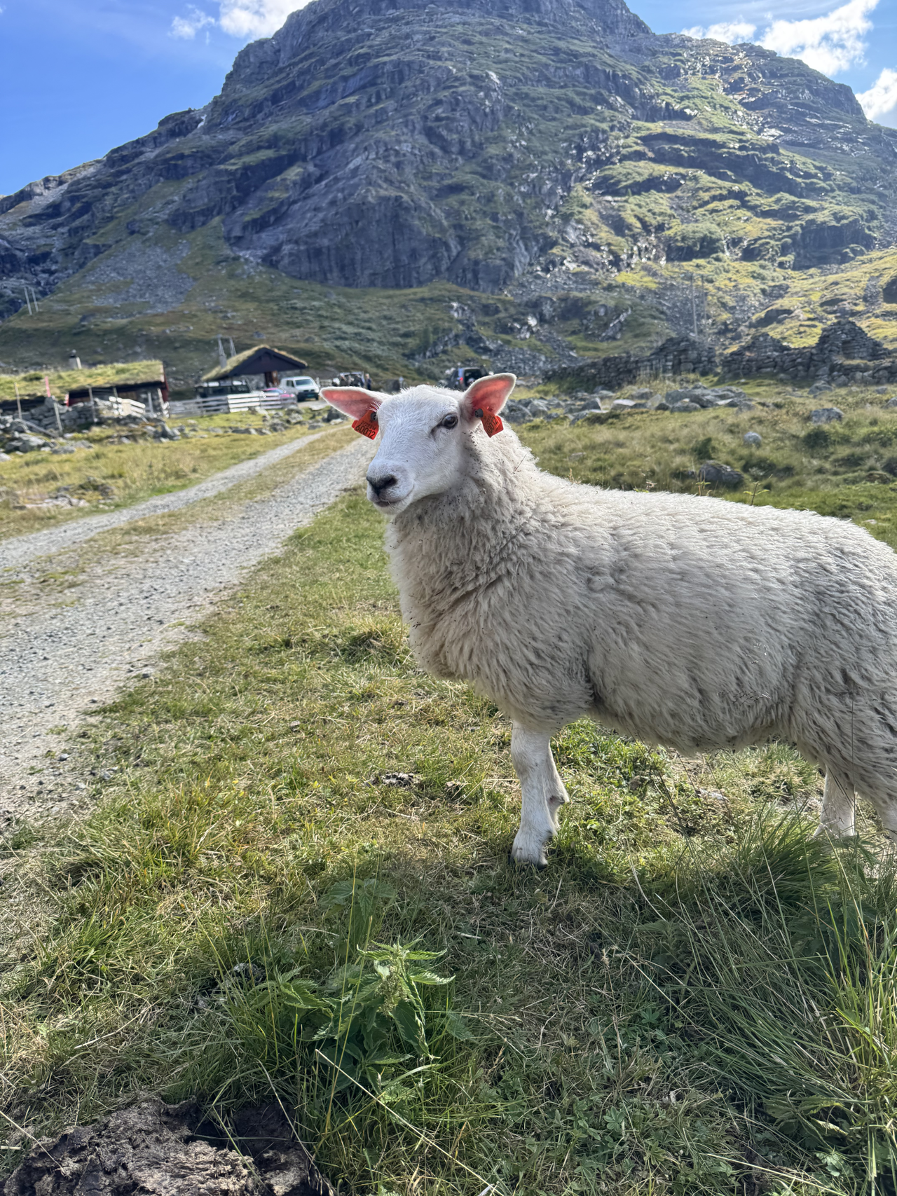 Sau på utmarksbeite framfor eit bratt fjellandskap