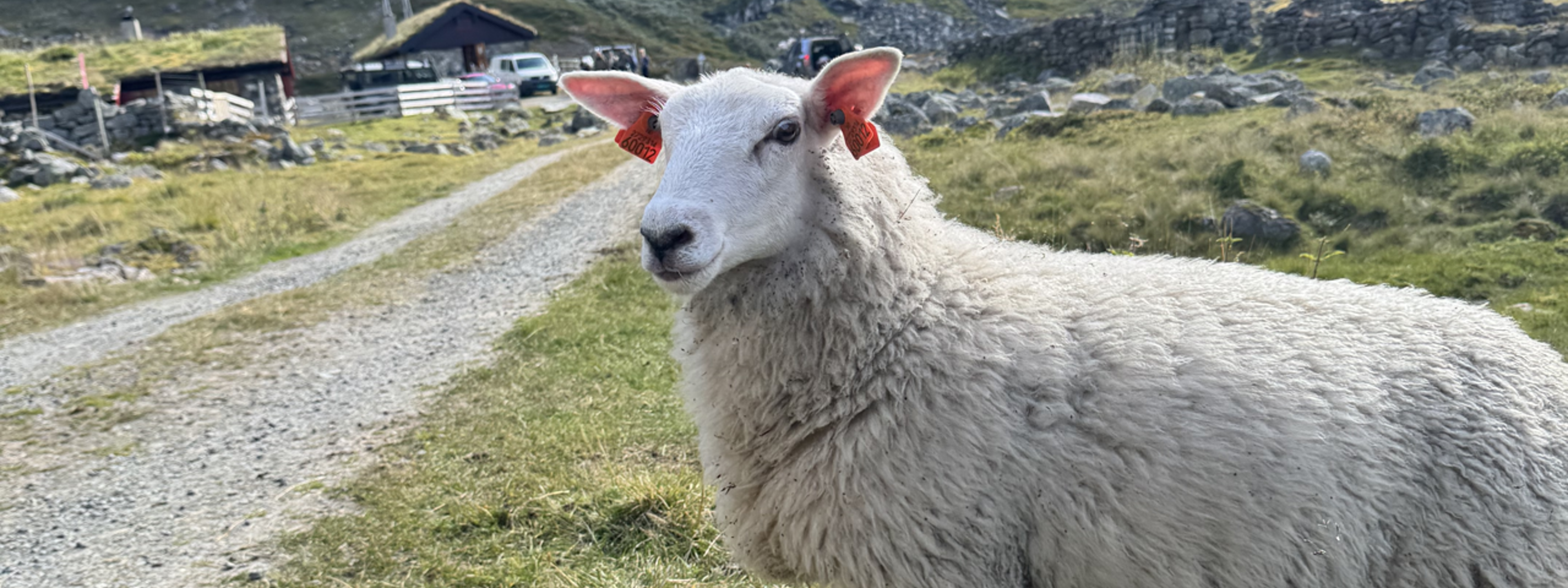 Sau på utmarksbeite framfor eit bratt fjellandskap