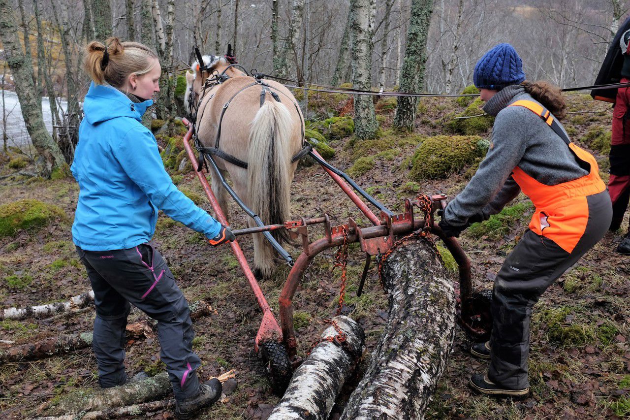 Elevar på VG2 arbeider praktisk med skogsdrift og tømmerkjøring med hest ved Sogn Jord- og Hagebruksskule.