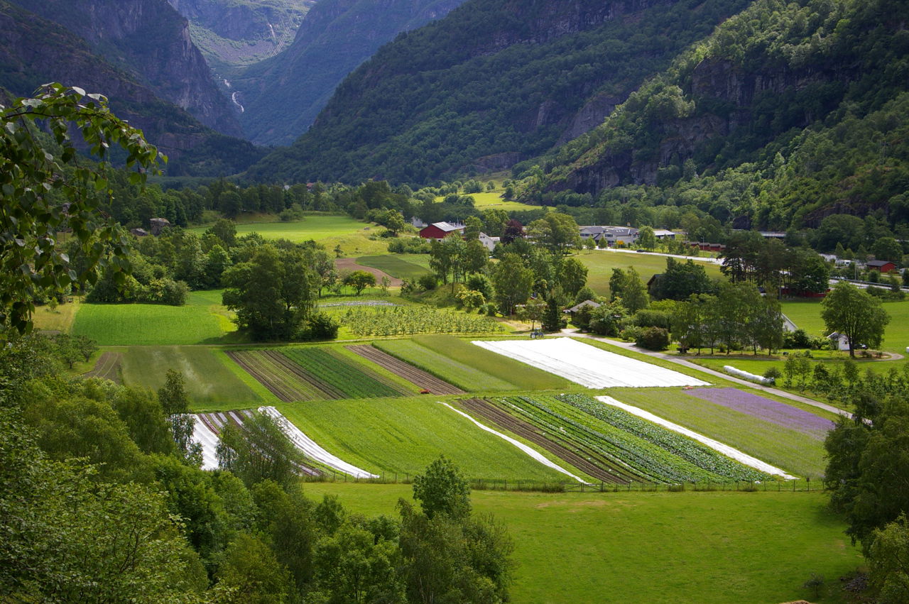 Økologiske grønsaksfelt og fruktfelt ved Sogn Jord- og Hagebruksskule i Aurland, omgitt av fjordlandskap og fjell.