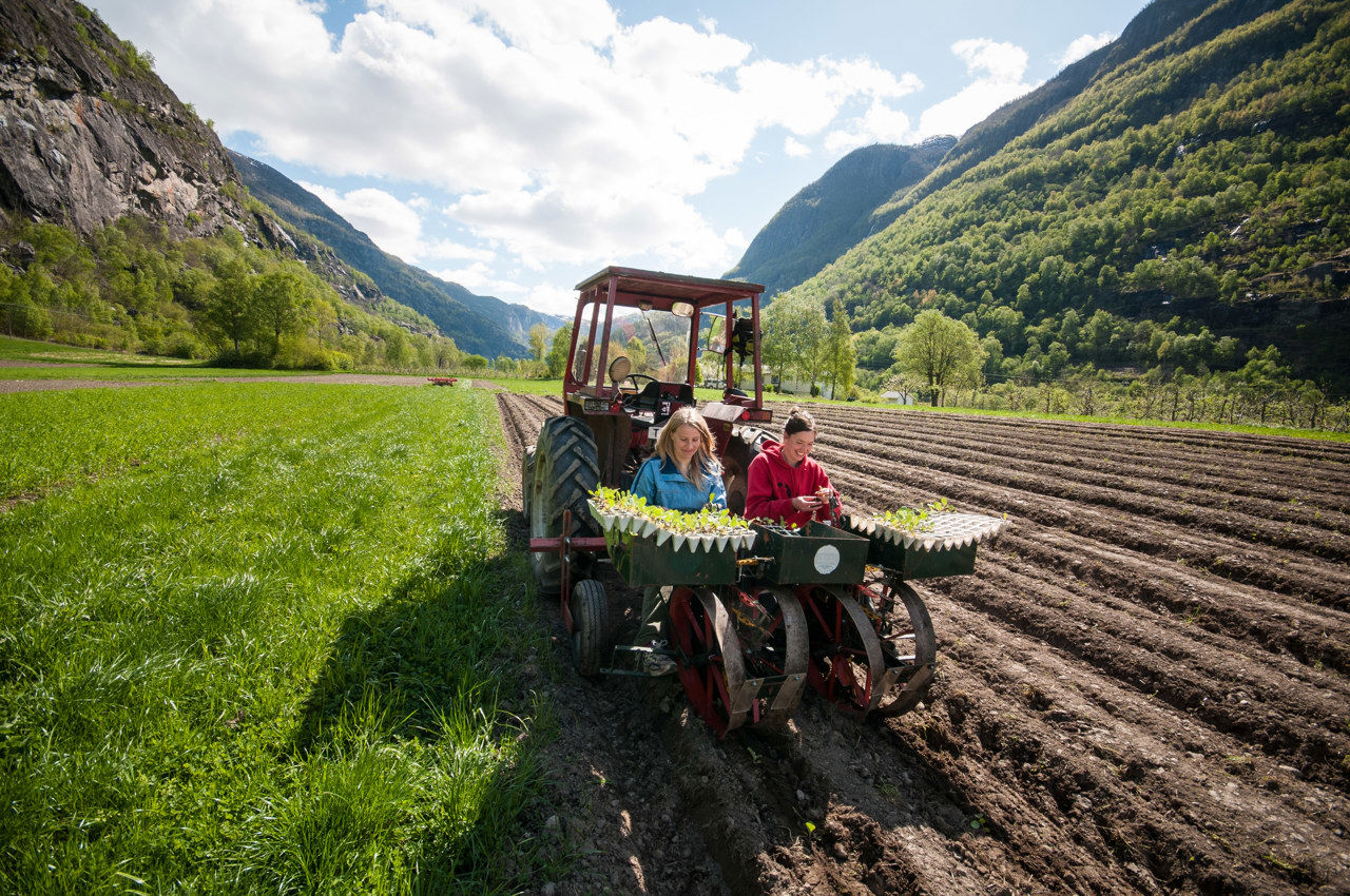 Elevar plantar grønsaker på økologisk skulegard i Aurland som del av praktisk hagebruksundervisning ved Sogn Jord- og Hagebruksskule.