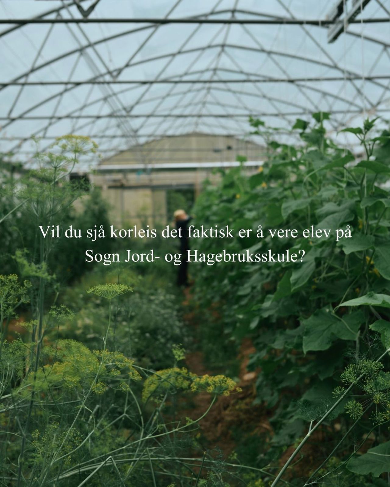 Drivhus ved Sogn jord- og hagebruksskule som viser læringsmiljøet for elevar innan økologisk naturbruk.