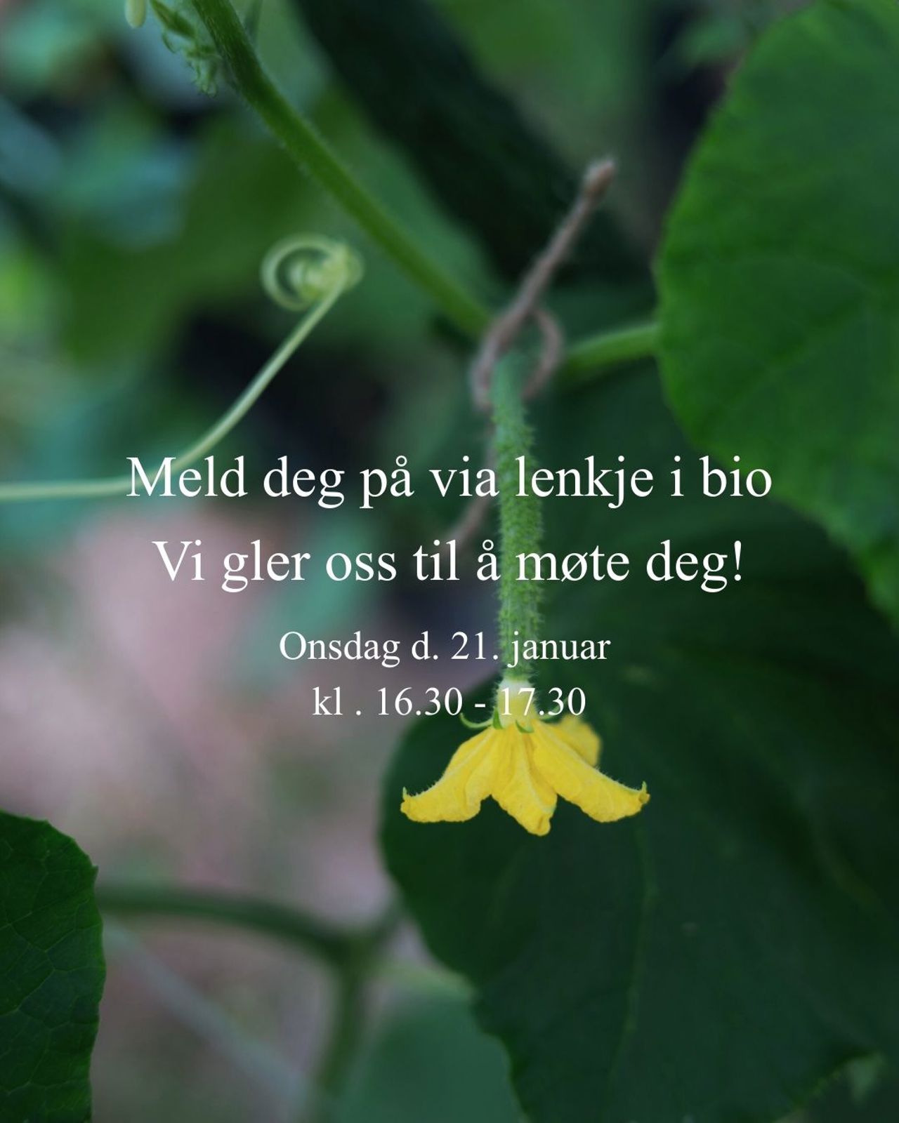 Detaljbilete av plante i økologisk dyrking ved Sogn jord- og hagebruksskule.