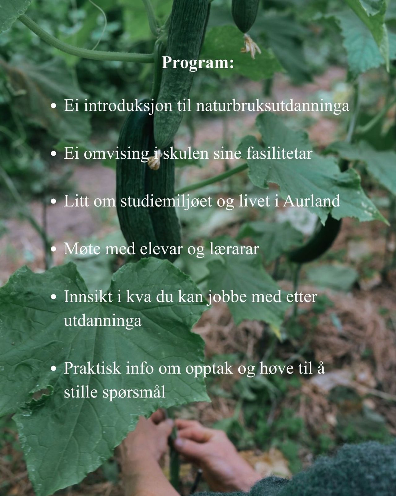 Praktisk undervisning i drivhus ved Sogn jord- og hagebruksskule innan regenerativt landbruk.