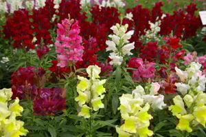 Fargerike blomster frå skulegarden ved Sogn Jord- og Hagebruksskule i Aurland.