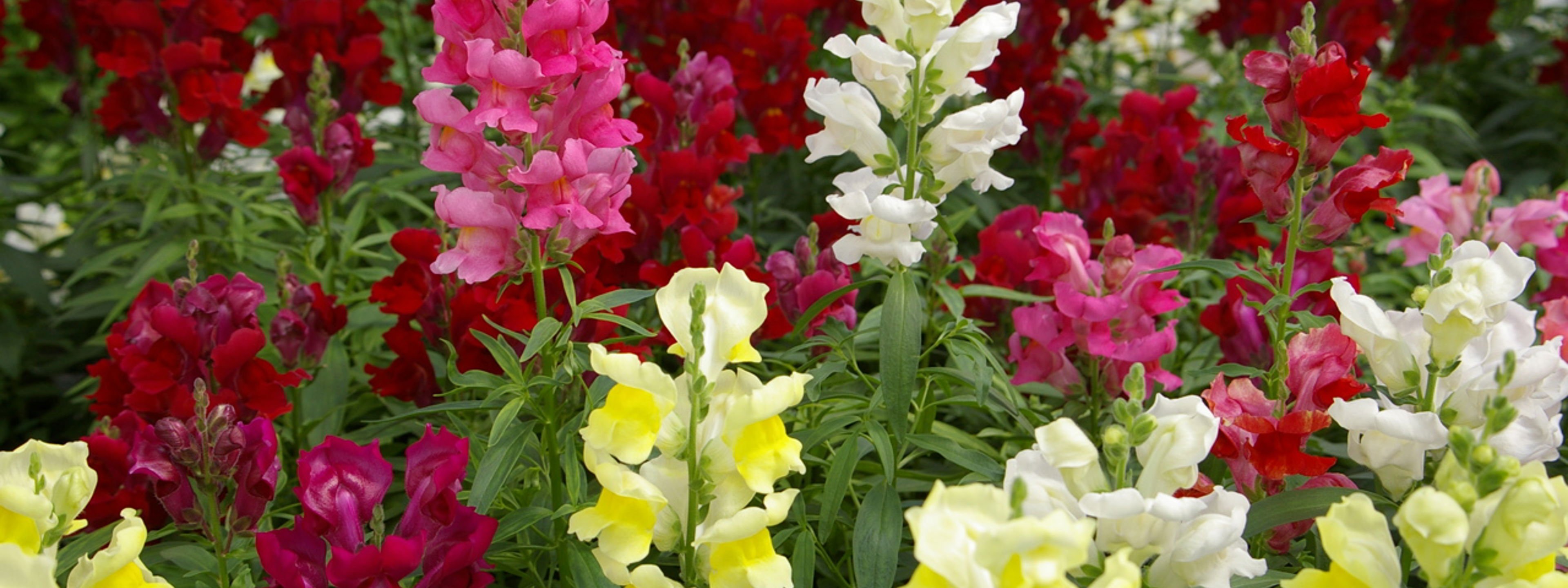 Fargerike blomster frå skulegarden ved Sogn Jord- og Hagebruksskule i Aurland.