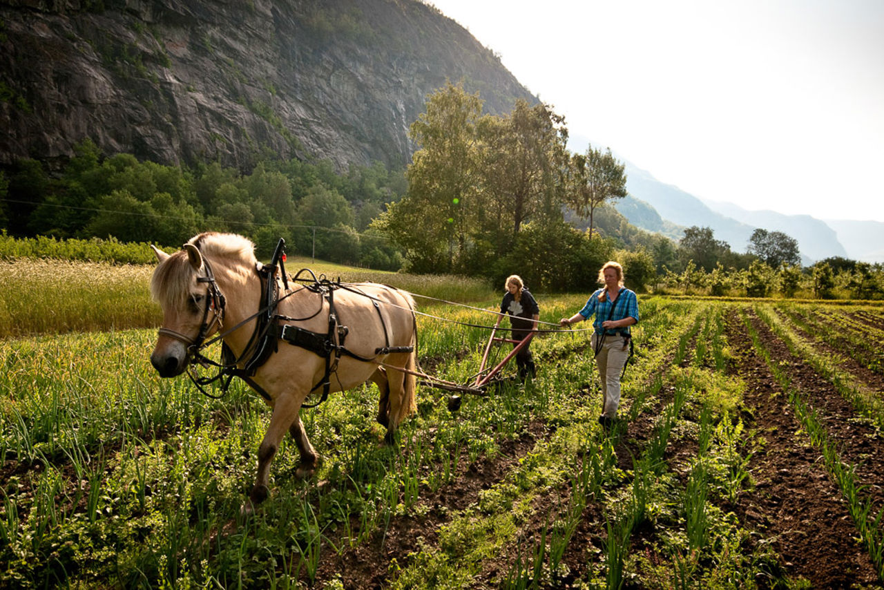 Elev og lærar arbeider med brukshest i økologisk landbruk på Sogn Jord- og Hagebruksskule.
