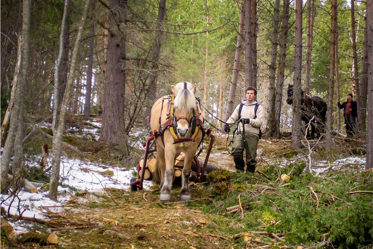 Elev ved Sogn Jord- og Hagebruksskule driv skogbruk med brukshest i tradisjonell tømmerdrift.