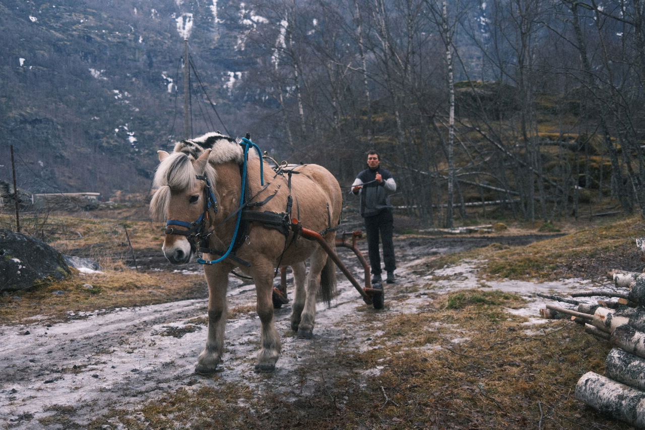 Elev i yrkesfagleg fordjuping arbeider med hest som trekkjer tømmer ved SJH.