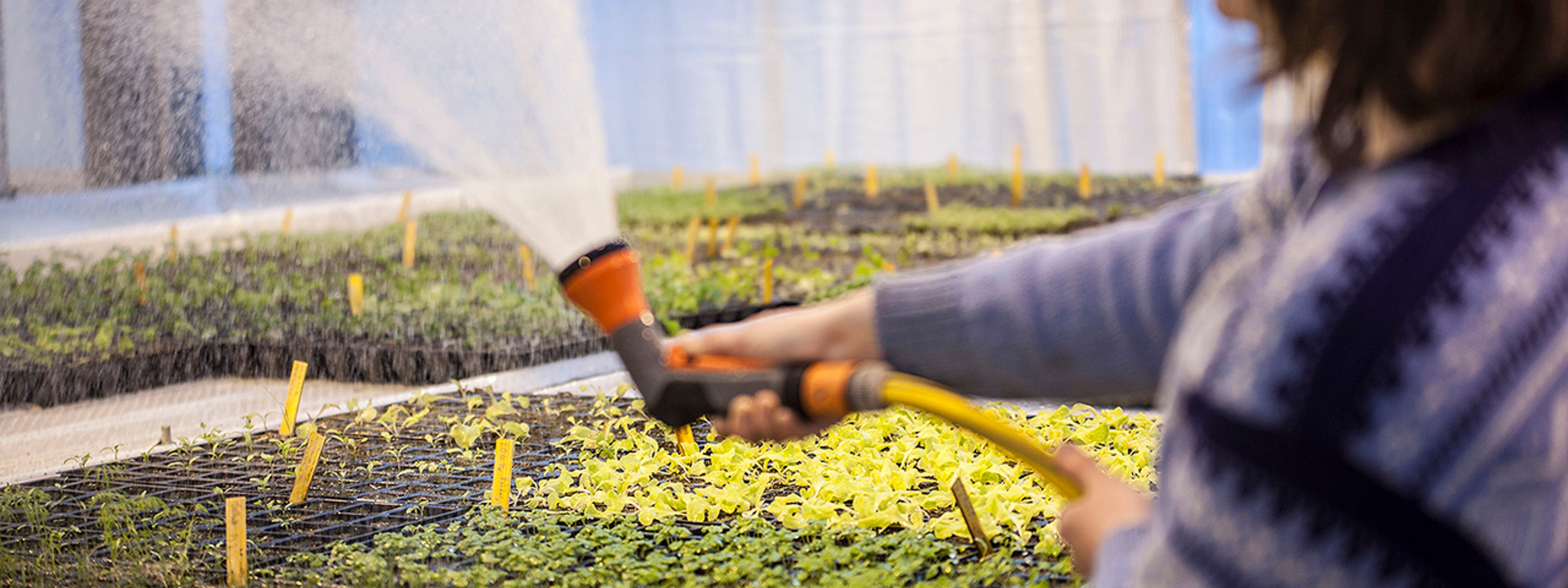 Oppalsplanter i gartneriet ved Sogn Jord- og Hagebruksskule