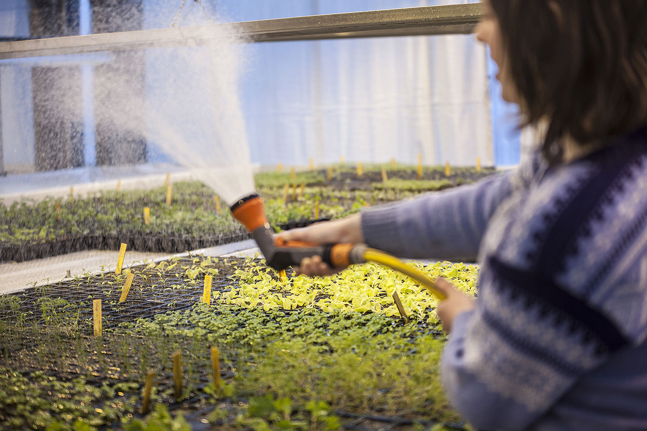 Elev vatnar småplanter i veksthus under planteoppal ved Sogn Jord- og Hagebruksskule