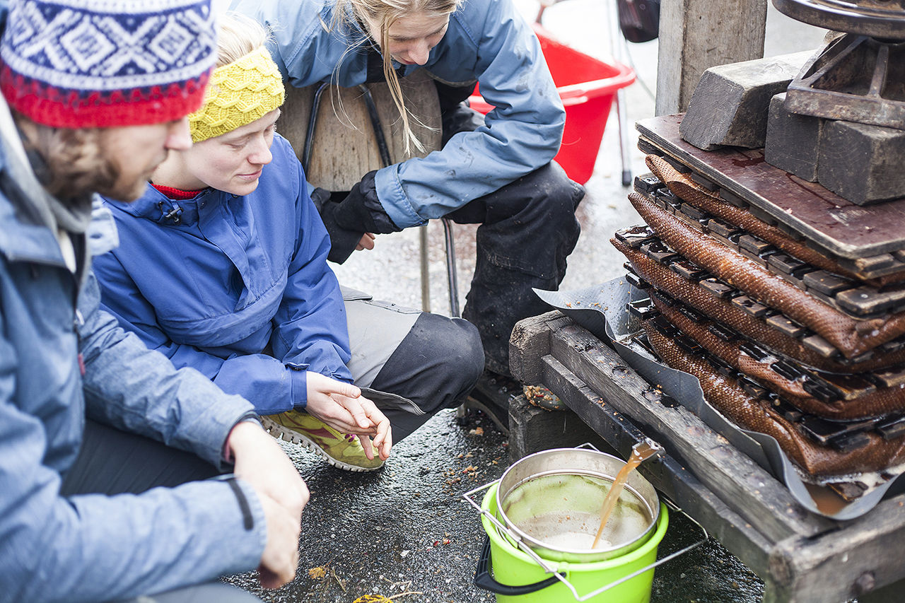 Elevar i yrkesfagleg fordjuping ved SJH pressar eplesaft som del av foredling og lokal matproduksjon.
