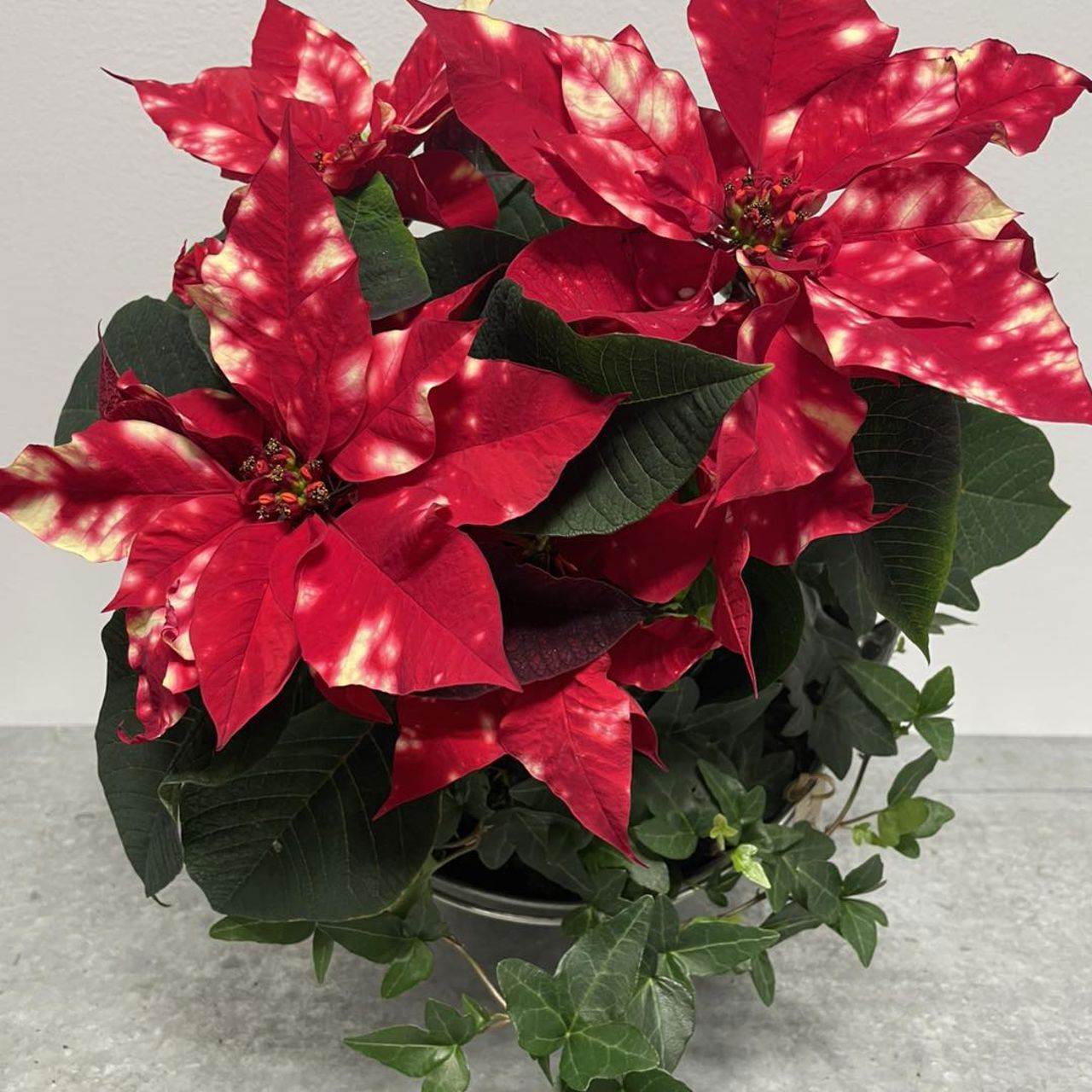 Red and white poinsettias arranged in a potted display from the floral department at SJH.