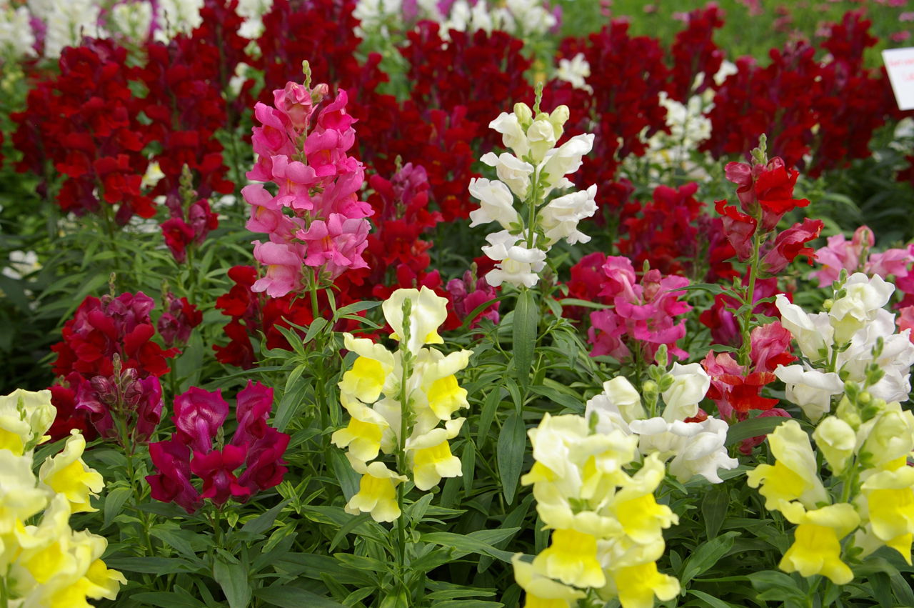 Fargerik blomstereng med røde, gule og hvite blomster