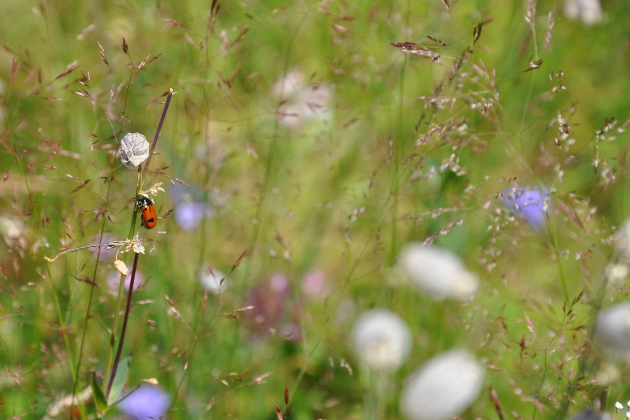 Fargerik blomstereng med blomster og grønne planter i naturlige omgivelser