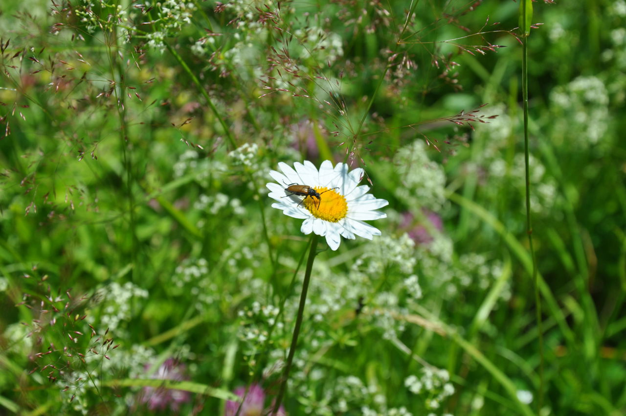 Blomstereng med ulike blomster i et naturlig englandskap