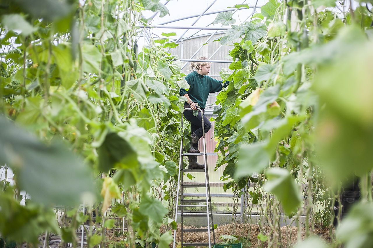 Student working in a greenhouse with organic vegetable production at Sogn Jord- og Hagebruksskule in Norway.