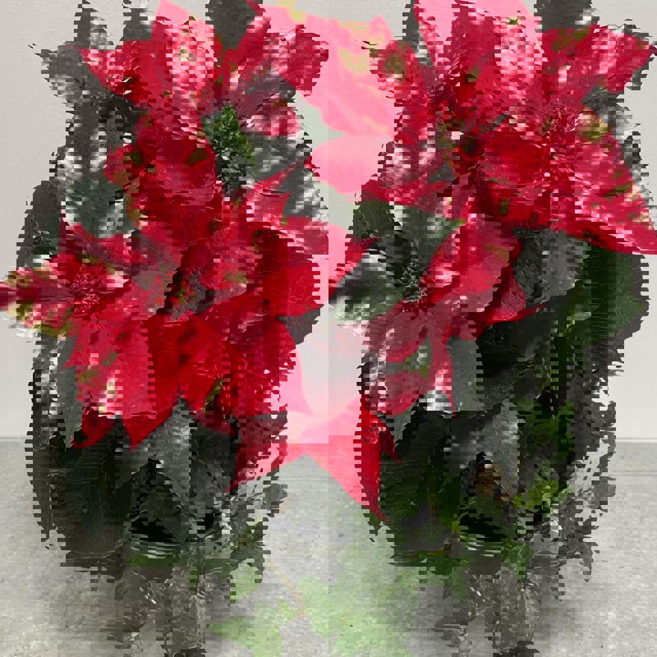 Roter Weihnachtsstern als Topfpflanze im Hofladen in Aurland.