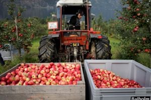 Hausting av eple i økologisk frukthage ved Sogn Jord- og Hagebruksskule i Aurland