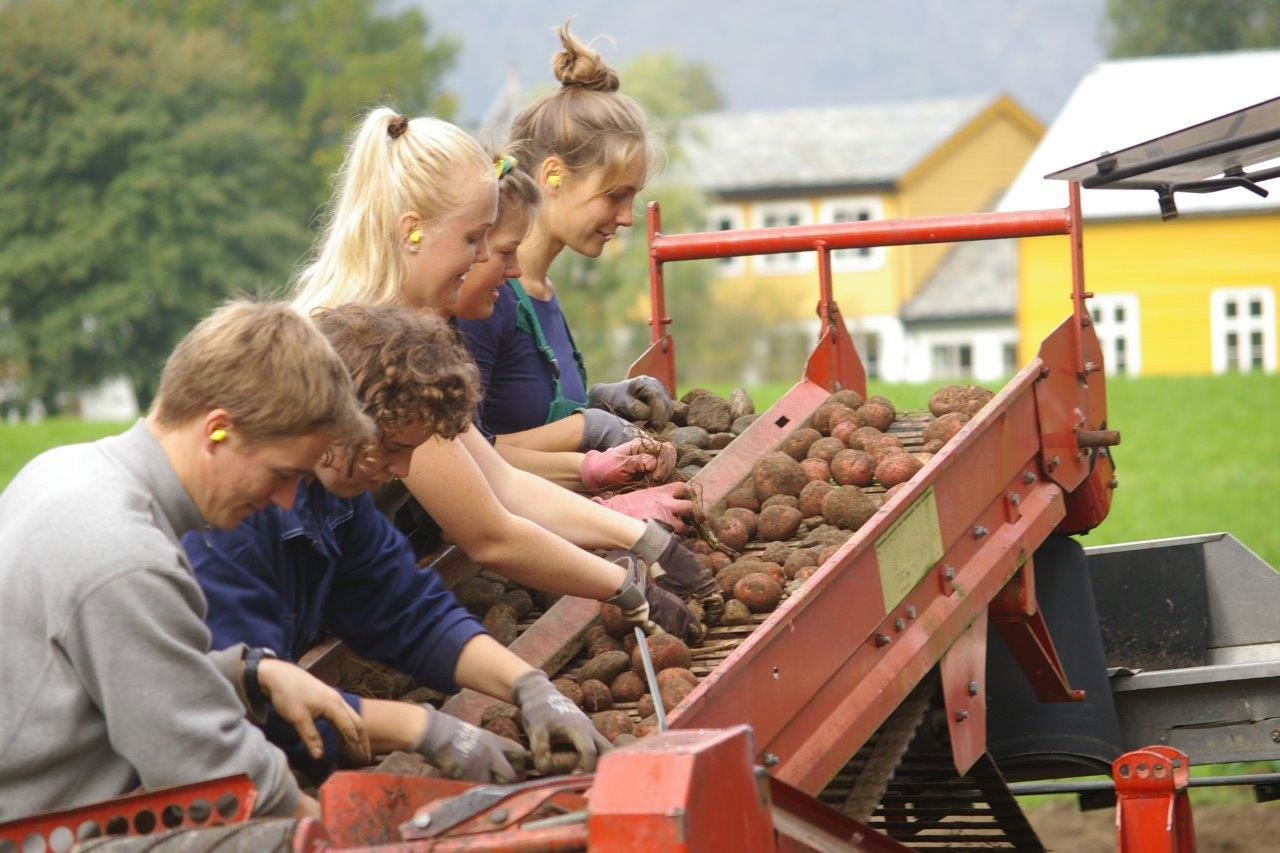Elevar ved Sogn Jord- og Hagebruksskule jobbar praktisk med innhausting og sortering i åkeren.