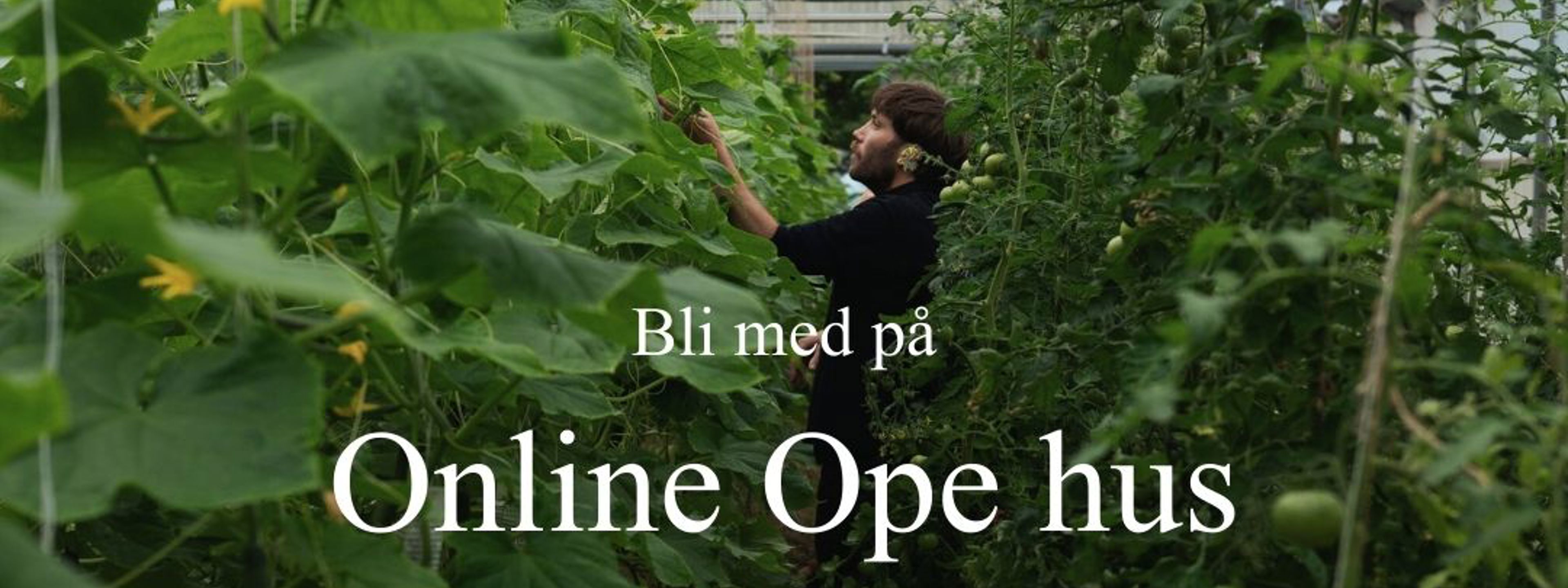 Elev arbeider i drivhus ved Sogn jord- og hagebruksskule, ei vidaregåande skule med økologisk og regenerativt naturbruk.