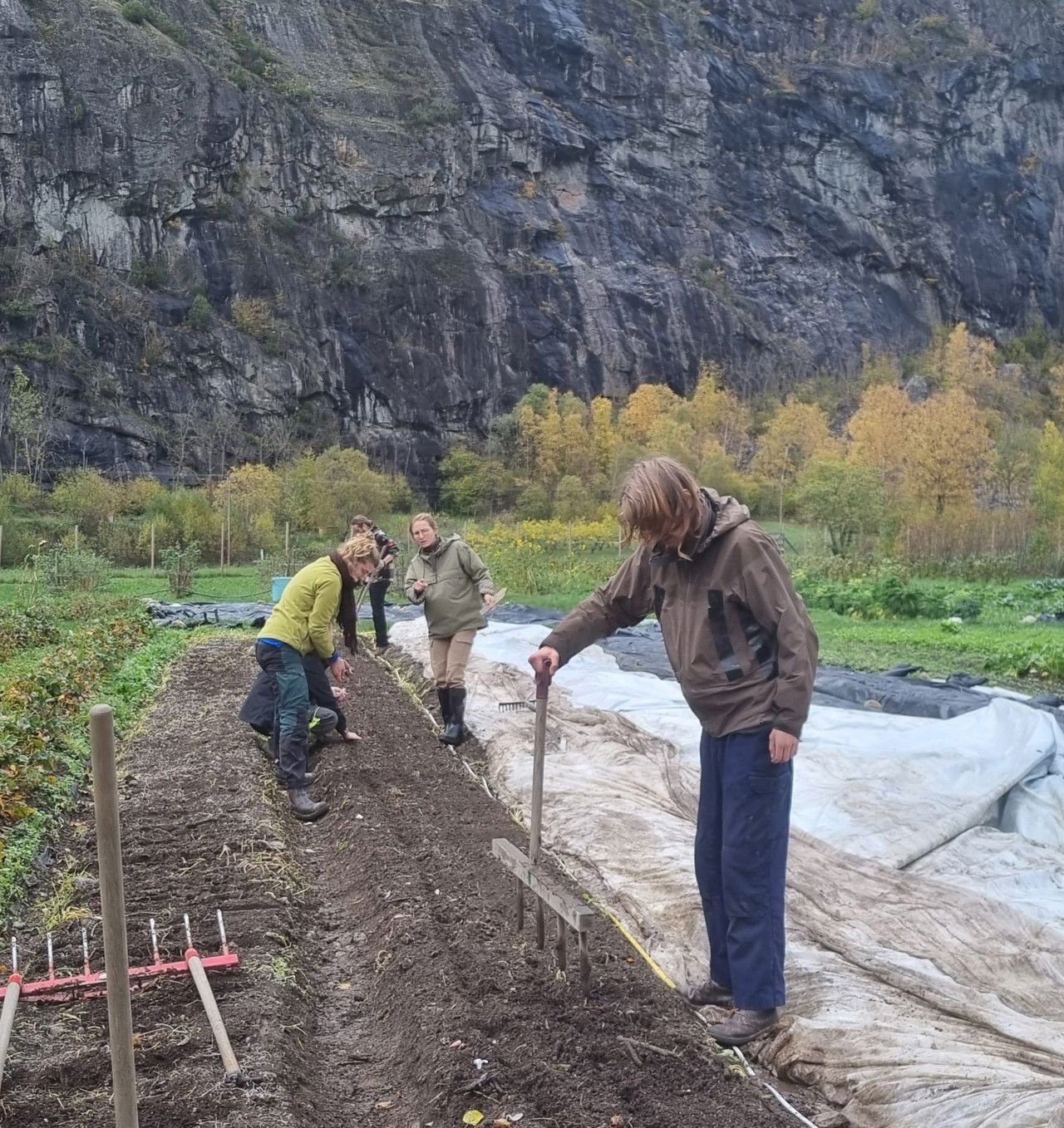 Elevar ved Sogn Jord- og Hagebruksskule arbeider i marknadshagen og gjer klar beda for vinteren som del av opplæringa i økologisk landbruk.