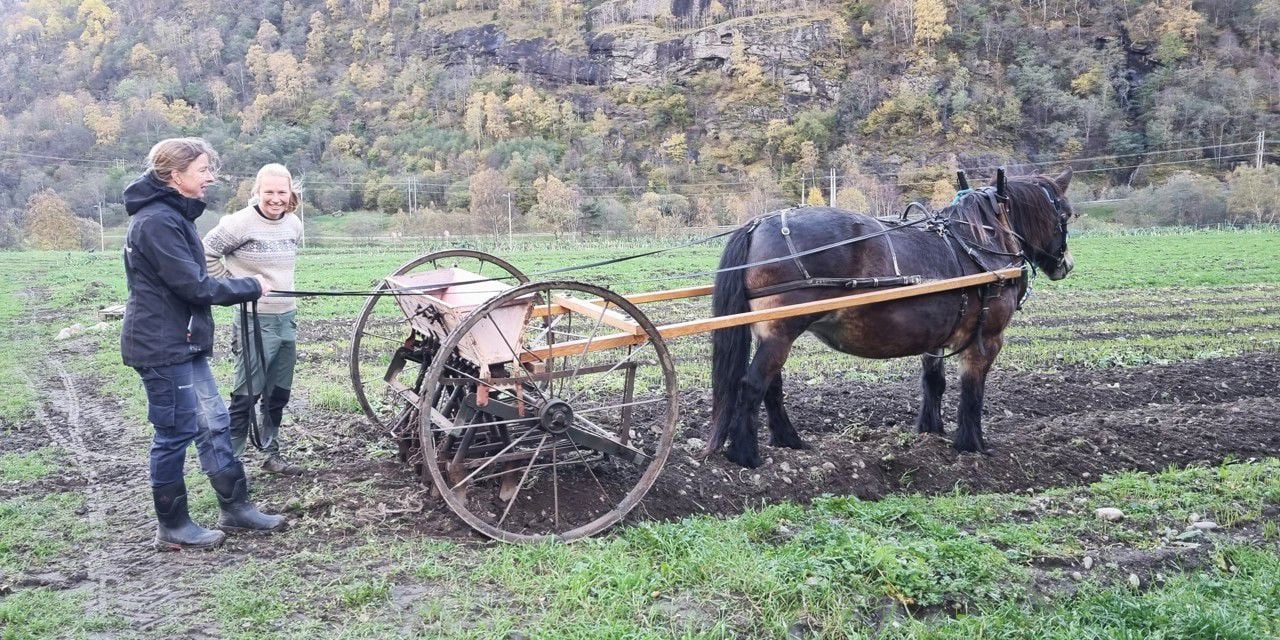 Lærar og tilsett ved Sogn Jord- og Hagebruksskule bruker hest i jordarbeid som del av undervisninga i økologisk landbruk