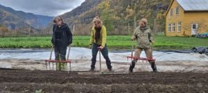 Elevar ved Sogn Jord- og Hagebruksskule arbeider i marknadshagen med å førebu jorda for vinteren som del av opplæringa i økologisk landbruk