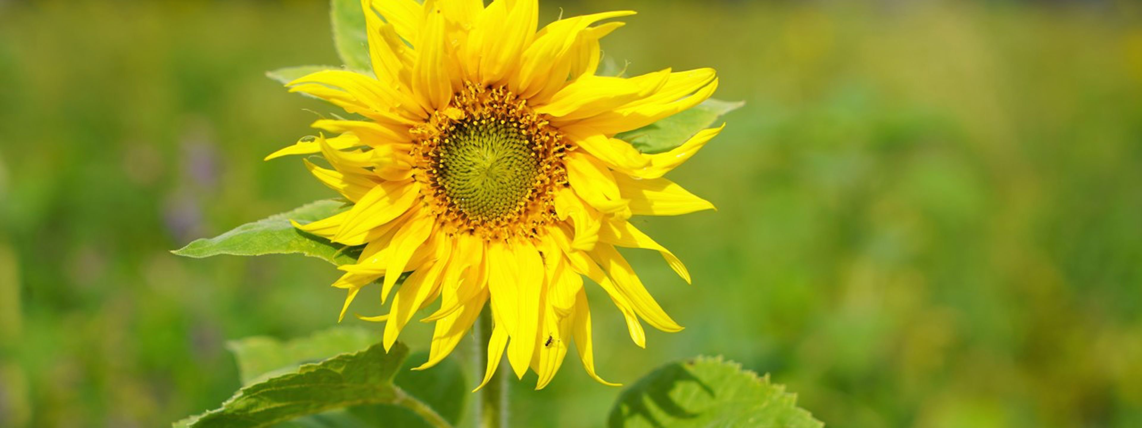 Solsikke i blom som symboliserer berekraft, natur og gjenbruk under ombruksdag