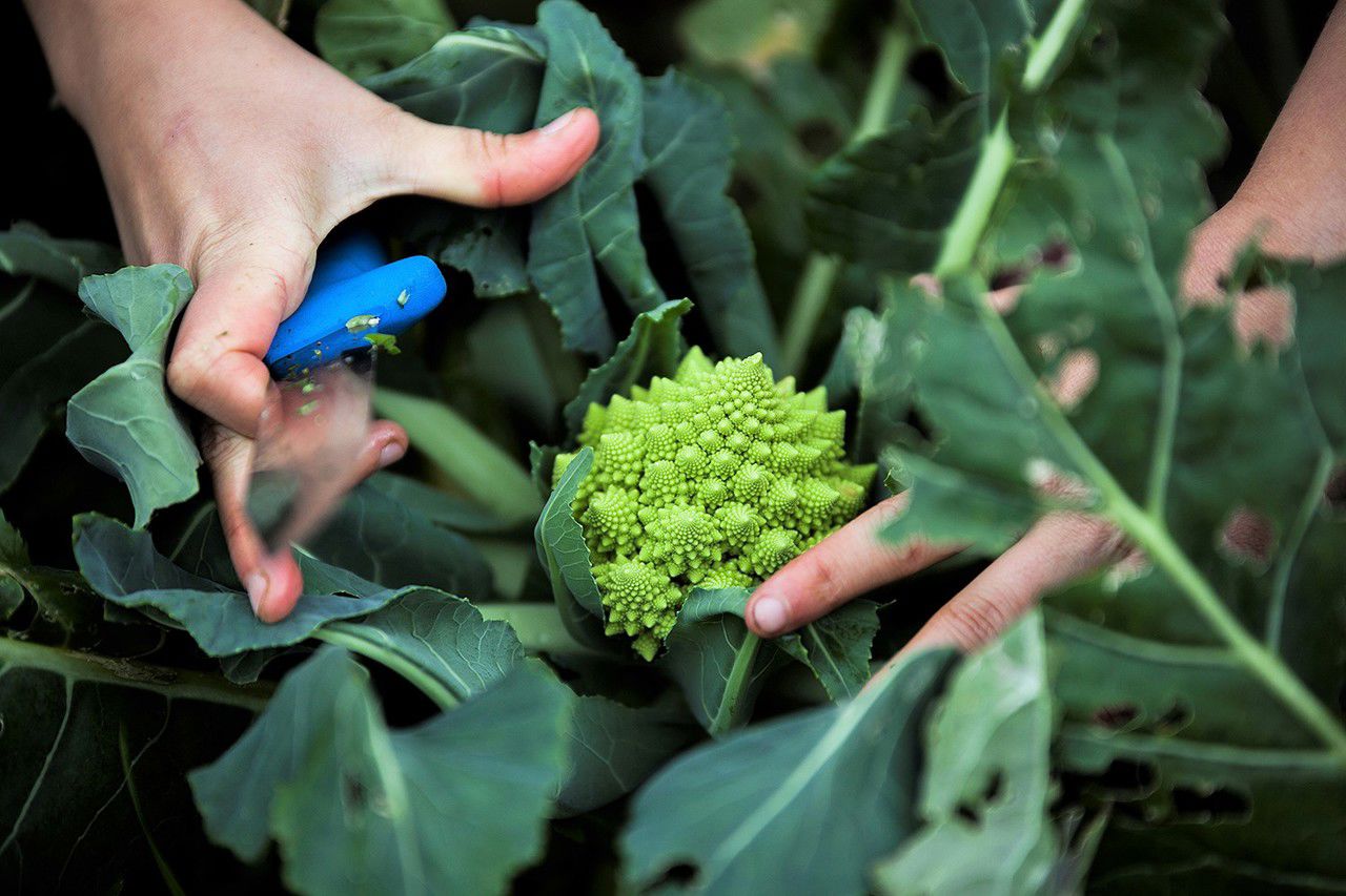 Romanesco.jpg